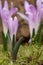 Spring meadow saffron, Colchicum bulbocodium, inflorescence