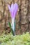 Spring meadow saffron, Colchicum bulbocodium, natural habitat