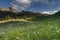 Spring meadow in San Juan Mountains in Colorado