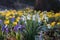 Spring meadow with snowdrops, winter aconite and crocus