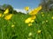 Spring meadow with yellow buttercup and blue sky from the ground perspective