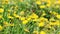 Spring meadow with yellow flowers - dandelion Taraxacum . Located within the grass. multiple and single flowers.