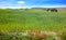 Spring meadows at Camino de Santiago