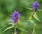 In spring, melampyrum blooms in the forest