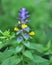 In spring, melampyrum nemorosum blooms in the forest