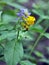 In spring, melampyrum nemorosum blooms in the forest