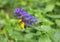 In spring, melampyrum nemorosum blooms in the forest