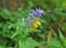 In spring, melampyrum nemorosum blooms in the forest