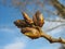 Spring. Melting poplar buds against blue sky