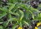 In the spring, Mercurialis perennis grows in the forest