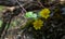 Spring messenger. Lesser celandine. Ranunculus ficaria. Ficaria grandiflora