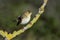 Spring migrant Willow warbler Phylloscopus trochilus, Malta, Mediterranean