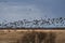 Spring migration of migratory geese in the Republic of Karelia.