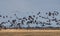 Spring migration of migratory geese in the Republic of Karelia.