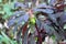 In spring, milkweed Euphorbia amygdaloides grows in the wild