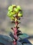 In spring, milkweed Euphorbia amygdaloides grows in the wild