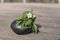 Spring mood with bouquet of white wood Anemone Anemone in unique handmade vase of black ceramic in sunlight