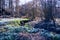 Spring mood in forest. Flowering snowdrops - Galanthus nivalis - on meadow beside creek. Lots of flowering snowdrops in woods