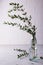 Spring with morden herbal branches of eucalyptus in glass vase on light background.