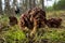 Spring morel mushroom