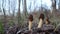 spring morel mushrooms in the forest