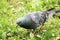 Spring morning. Beautiful dove collects worms for their children