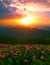 Spring morning dawn landscape, picturesque blooming flowers on meadow of mountain on background green hills and valley covered for