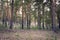 Spring Morning in the Pinewood Looking Uphill With Lots of Vertical Tree Trunks and Sunny Highlights. Organic Background