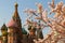 Spring Moscow. City landscape. St. Basil`s Cathedral of the Blessed and Blooming Cherry Trees