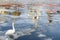 Spring in Moscow. Swan floating on an ice floe