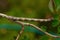 Spring moth, Biston strataria larva in close-up