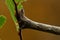 Spring moth, Biston strataria larva in close-up