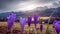 Spring in the mountains. Crocuses blooming in the meadow. Sharpness in the background. Mount Giewont and the panorama of the