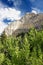 Spring Mountains Landscape Nevada