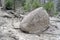 A Spring Mudslide Through The Woods With Boulder