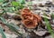 Spring mushroom gyromitra.