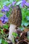 Spring mushroom among spring flowers, Black Morel and Violets