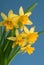 Spring narcissus