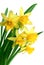 Spring narcissus