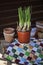 Spring narcissus and ceramic pots on fabric quilt on wooden table