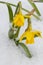 Spring narcissus flowering from snow