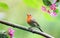 Spring natural background with a little cute songbird Robin sitting in the may garden on a branch of a flowering Apple tree with