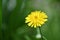 Spring natural background with soft light, Close up of a Sonchus tenerrimus