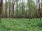 Spring natural landscape on the outskirts of the town of Ponte de Lima in Portugal.