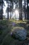 Spring Nature background. Beautiful forest at sunrise with a big lensflare and grass in the foreground. Bavarian Forest