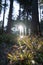 Spring Nature background. Beautiful forest at sunrise with a big lensflare and grass in the foreground. Bavarian Forest