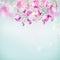 Spring nature background with beautiful magnolia blooming branches at light blue sky background with sunlight bokeh frame. Pink