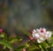 Spring nature background. Blooming, blossoming tree branch, natural blurry background. Pink and white flowers, buds. Springtime. C