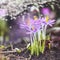 Spring nature background with crocuses blooming
