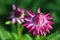 Spring nature background of a deep pink Australian Everlasting Daisy, Xerochrysum bracteatum